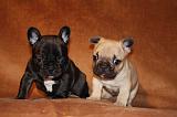 BOULEDOGUE FRANCAIS 794